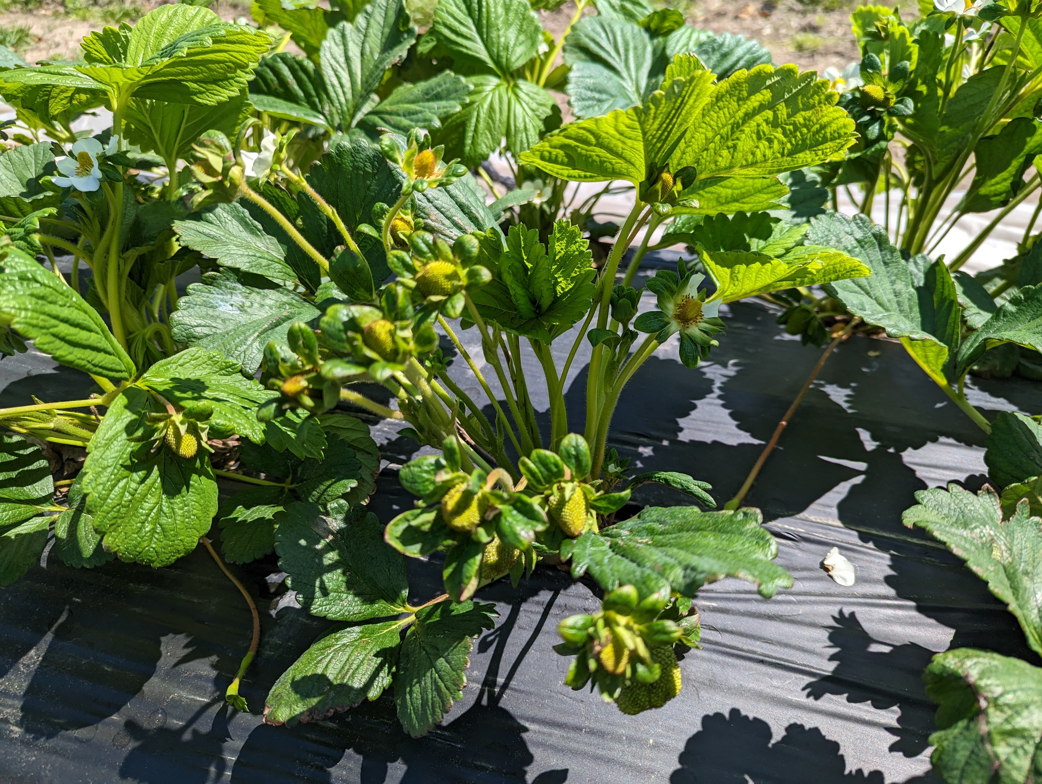 Strawberries with plasticulture.